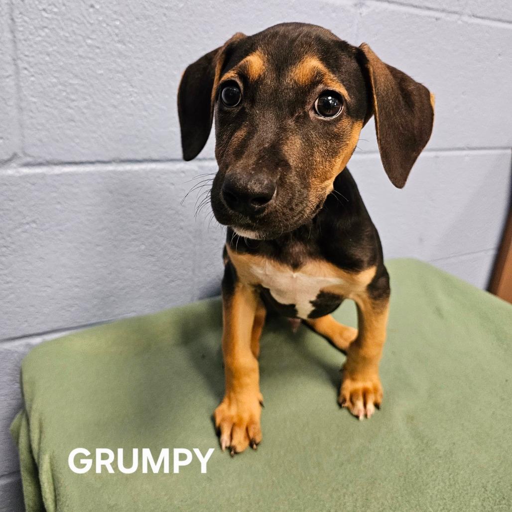 Grumpy