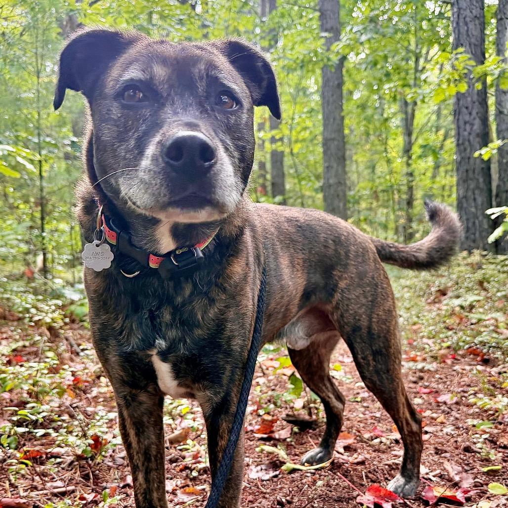 Moose