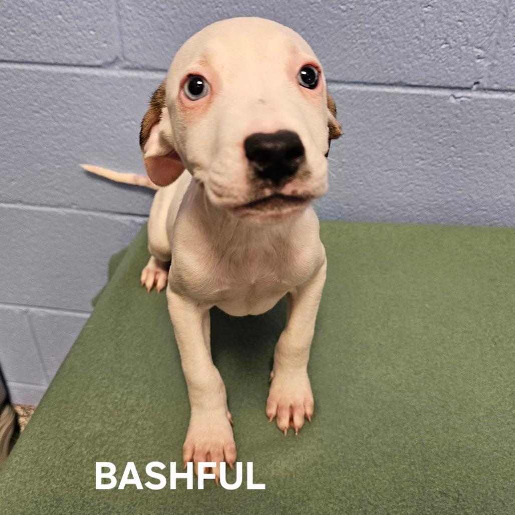 Bashful