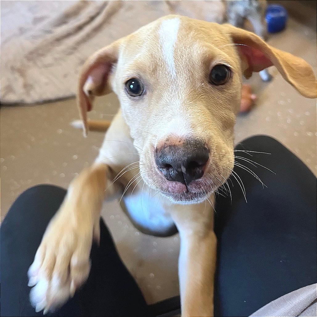 Kiba (Foster)