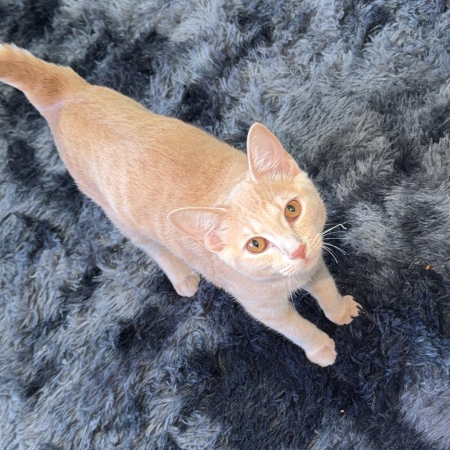 Valentina "Honey Bella"