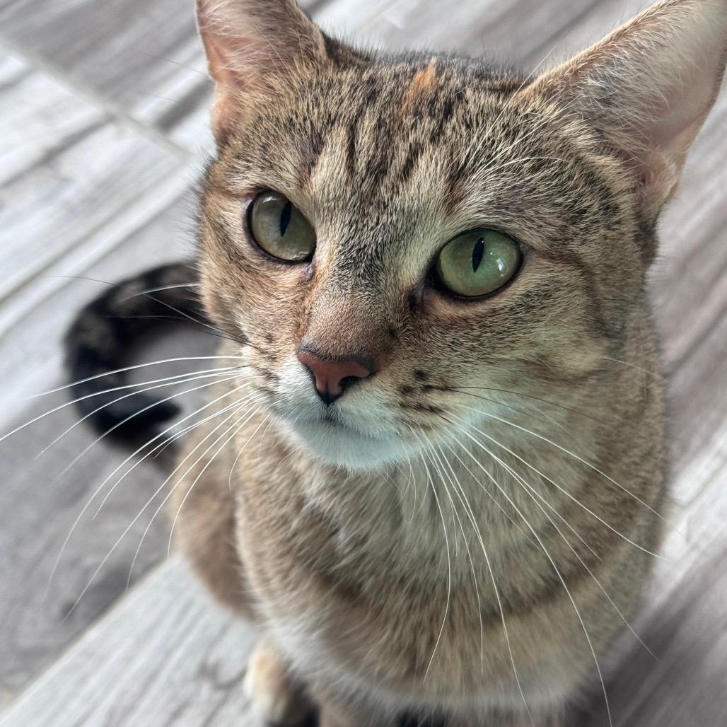 Jessie