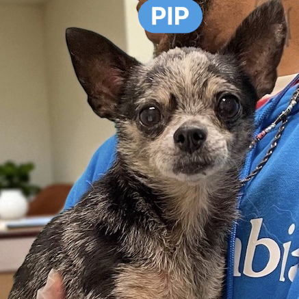 Pip