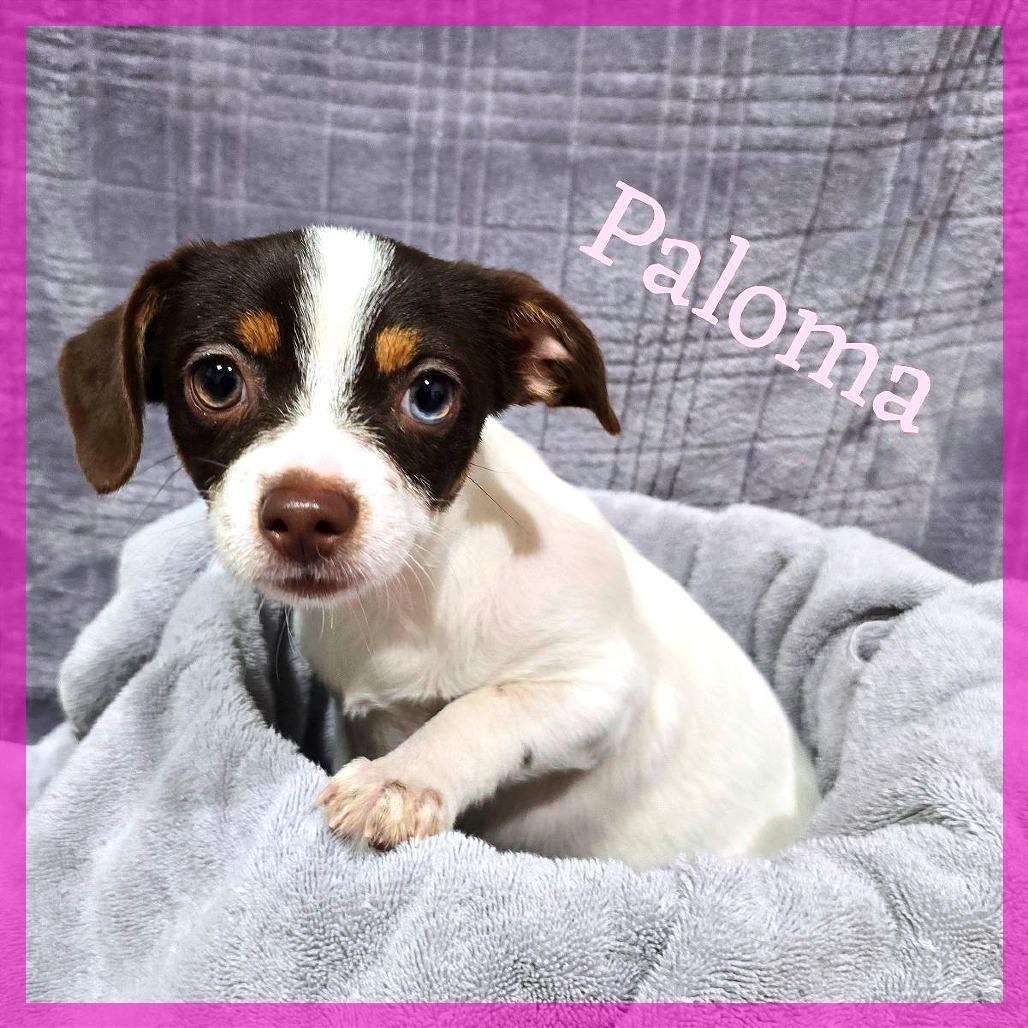 Paloma