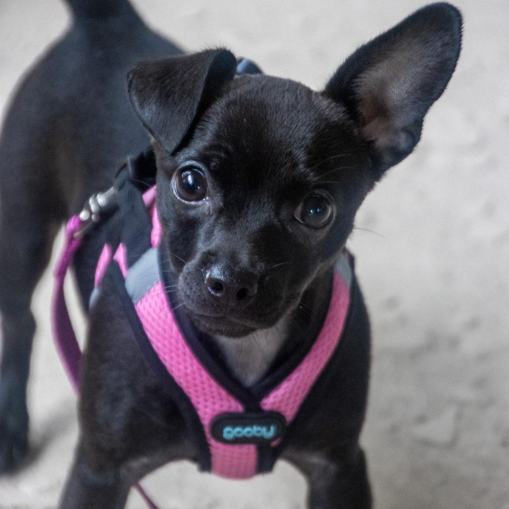 Mimi