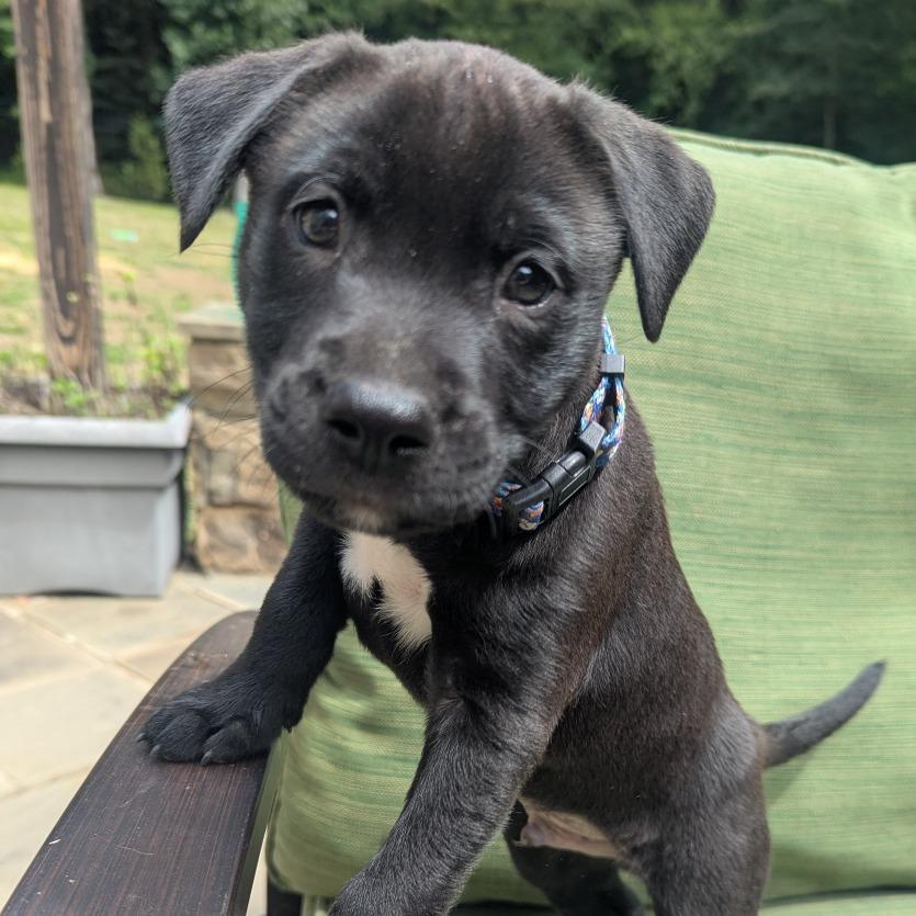 Kion Nala Pup