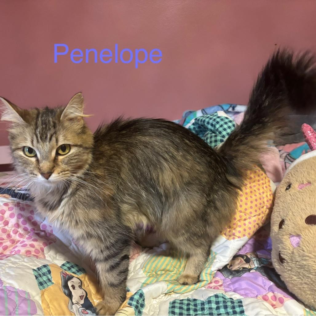 Penelope *Meet me at Eagan Petsmart*