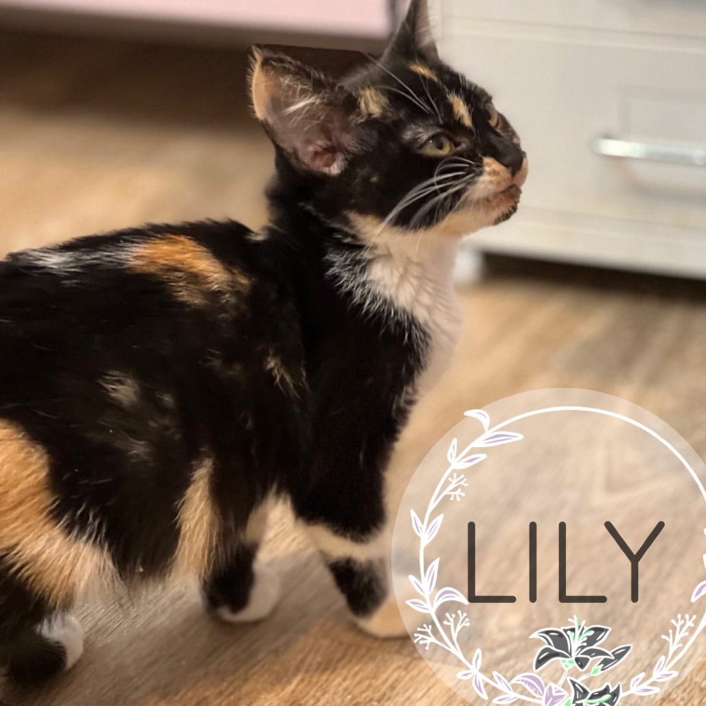 Lily