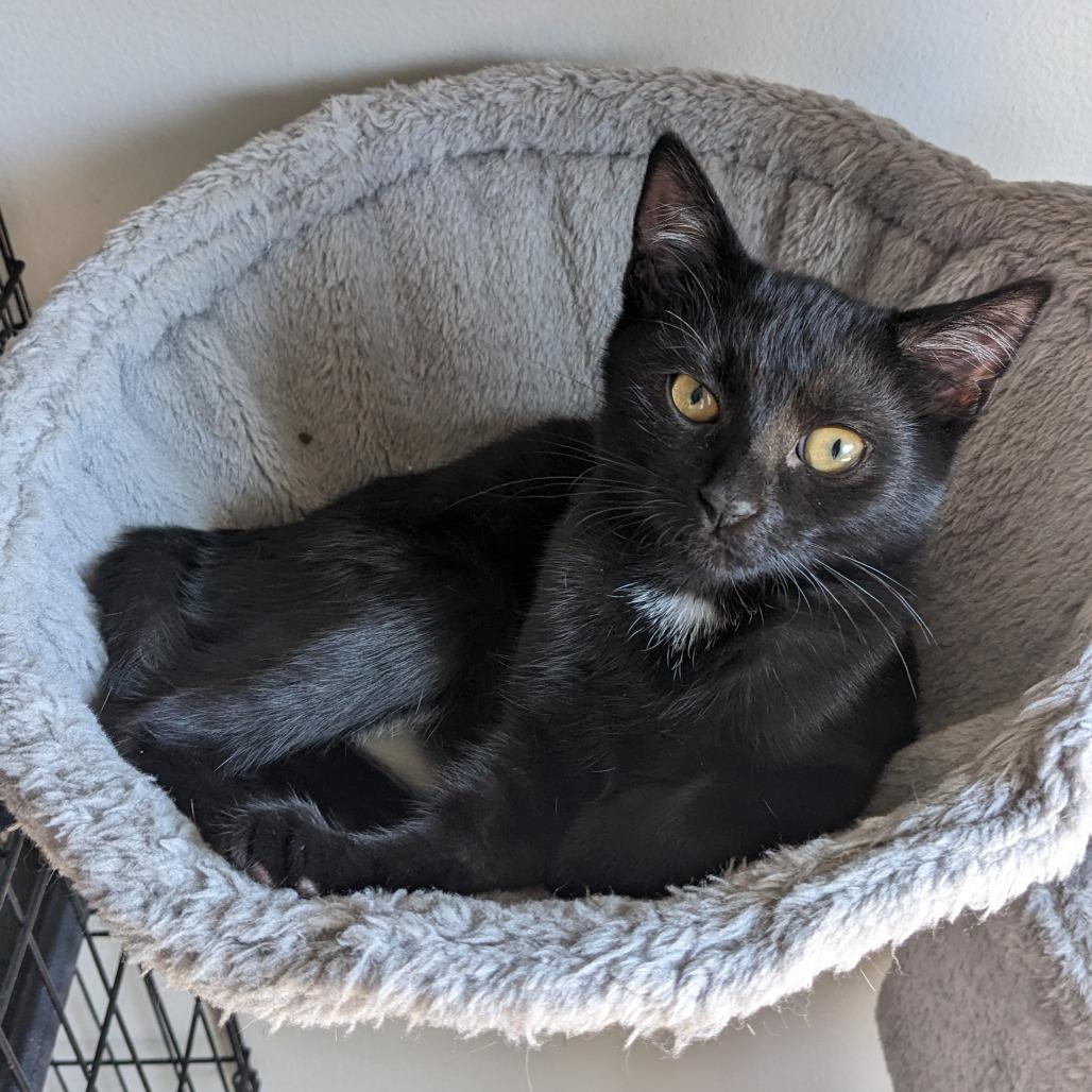 Jiji