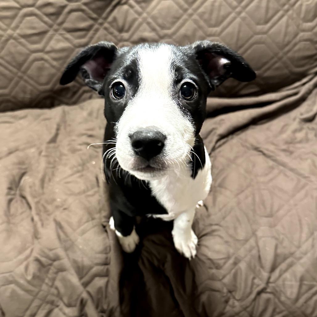 Poppy