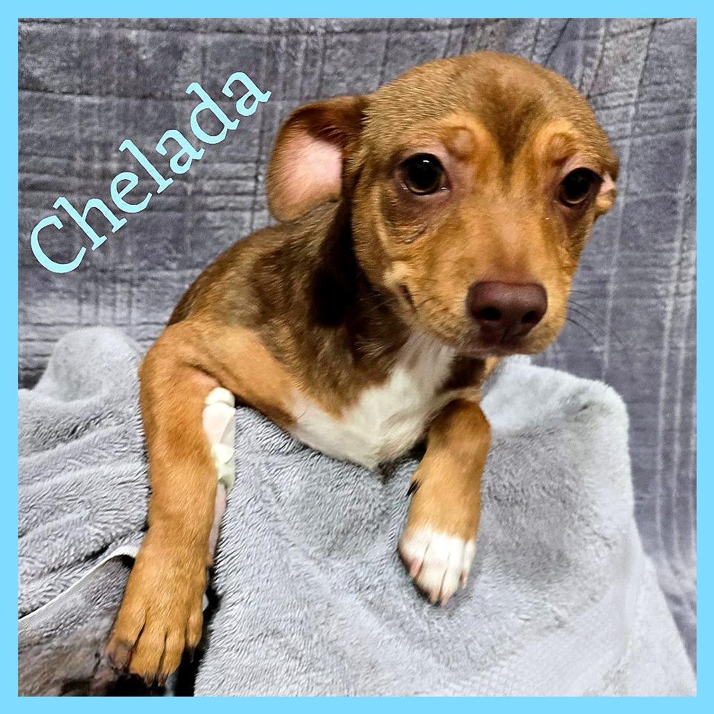 Chelada