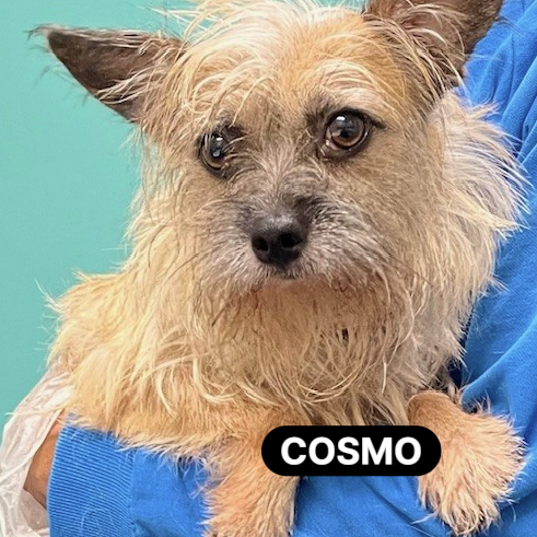 Cosmo
