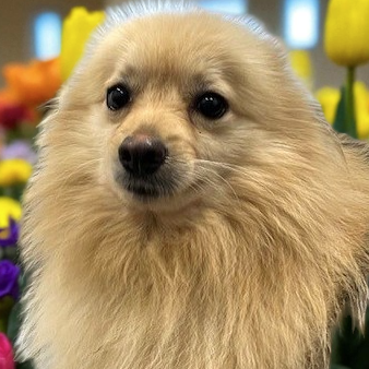 Puppy