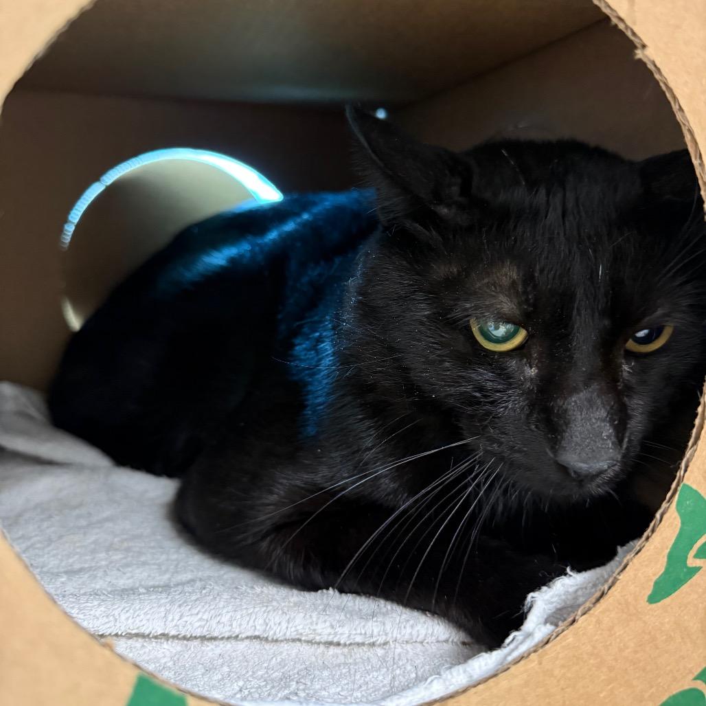 Panther