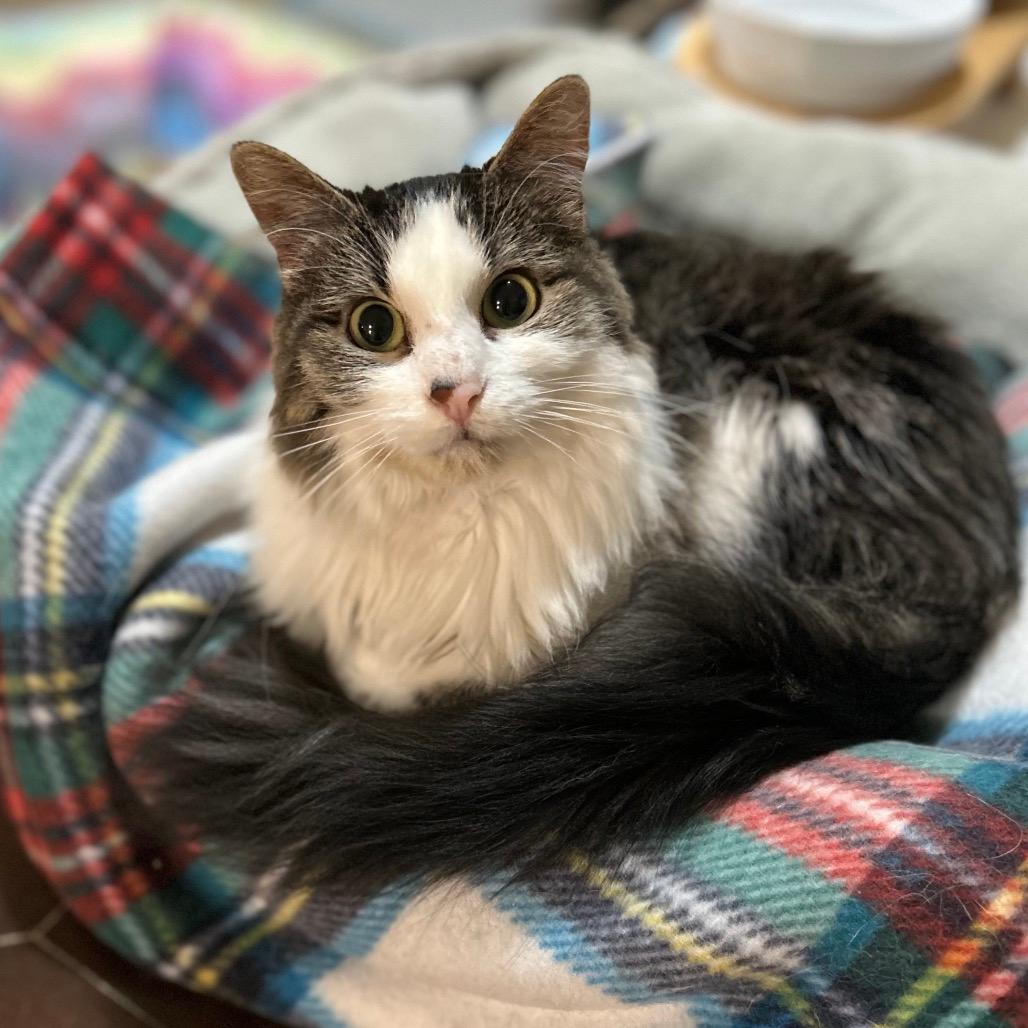 Hildi (Kirby Kat)