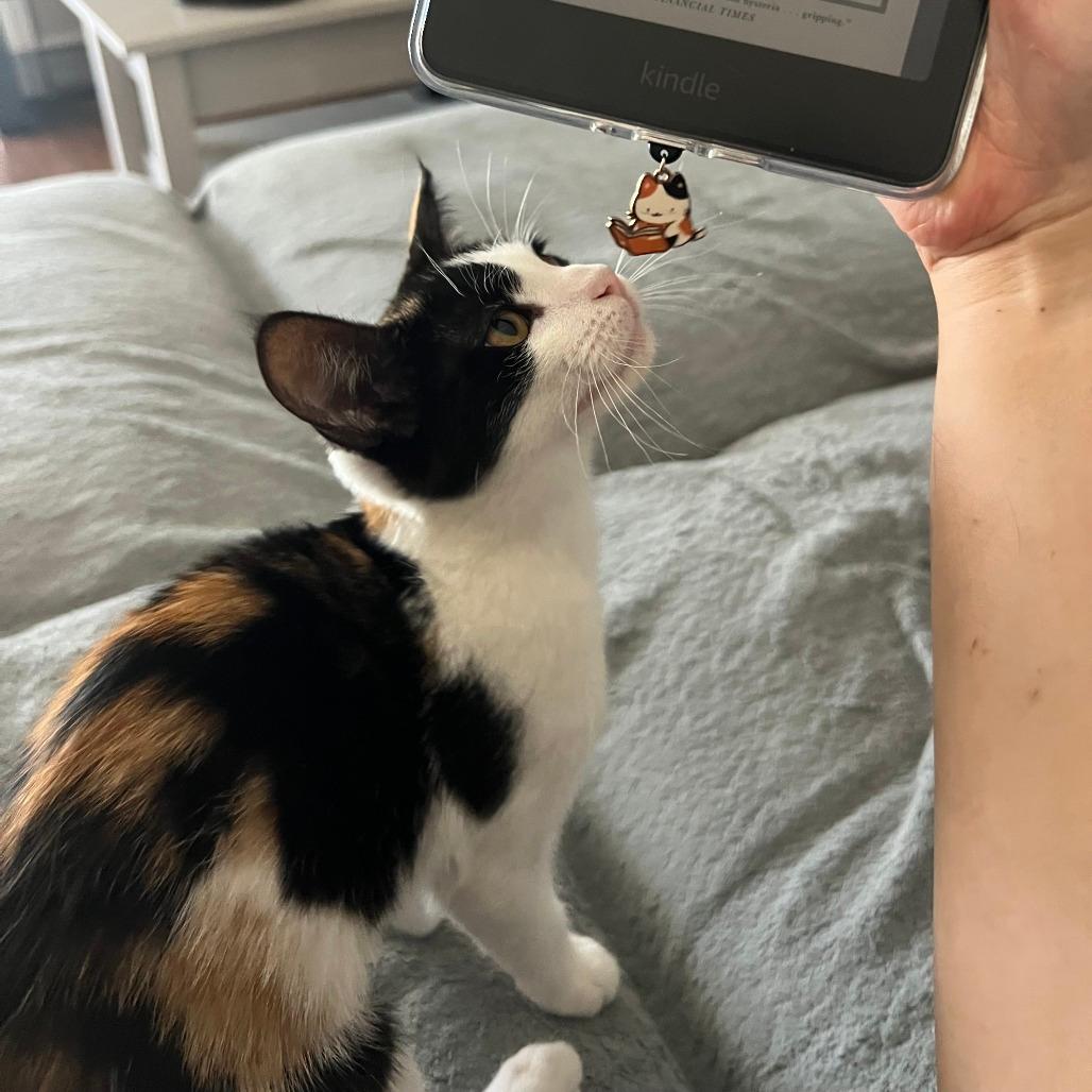 Biscotti