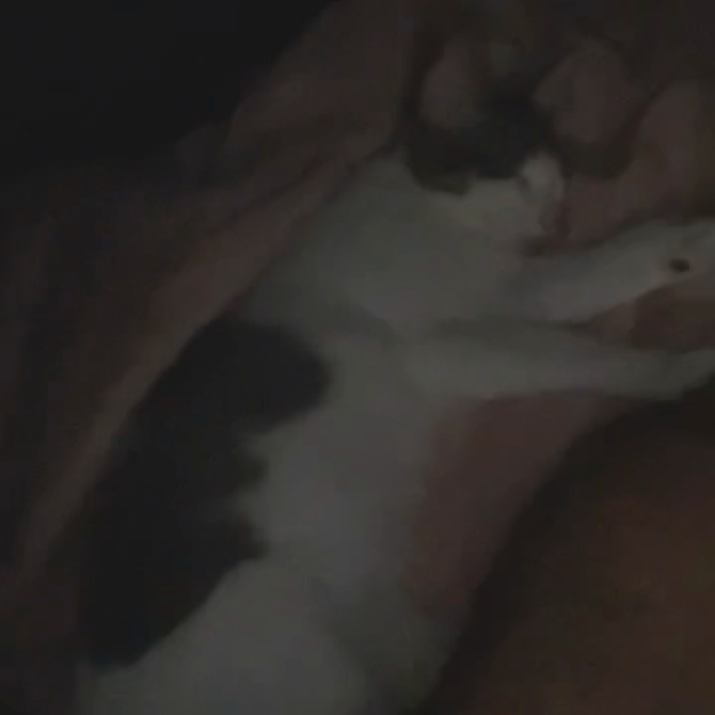 Silvy