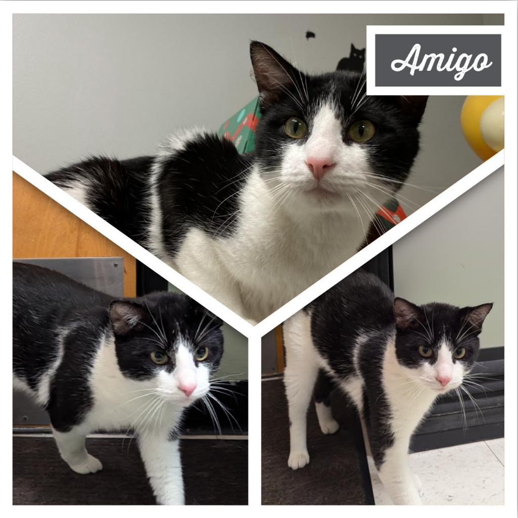 Amigo