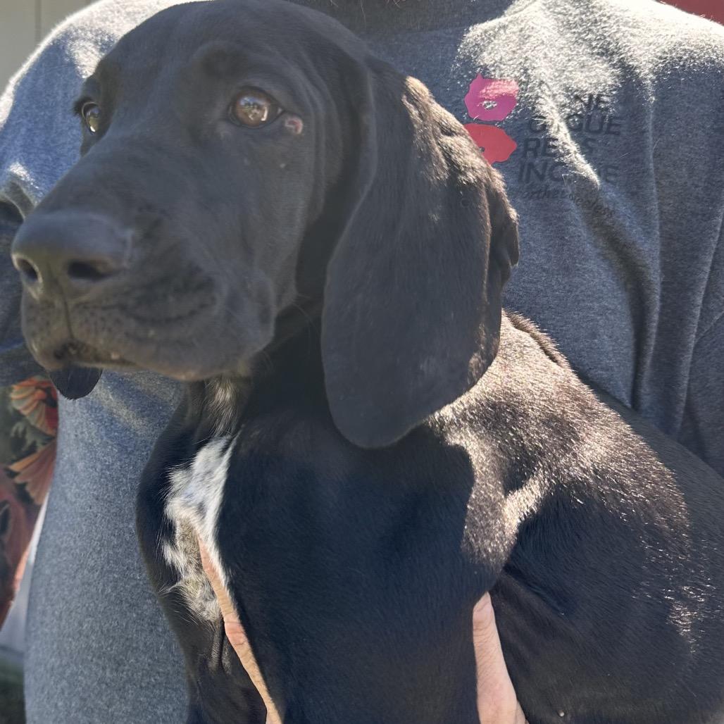 Ruger