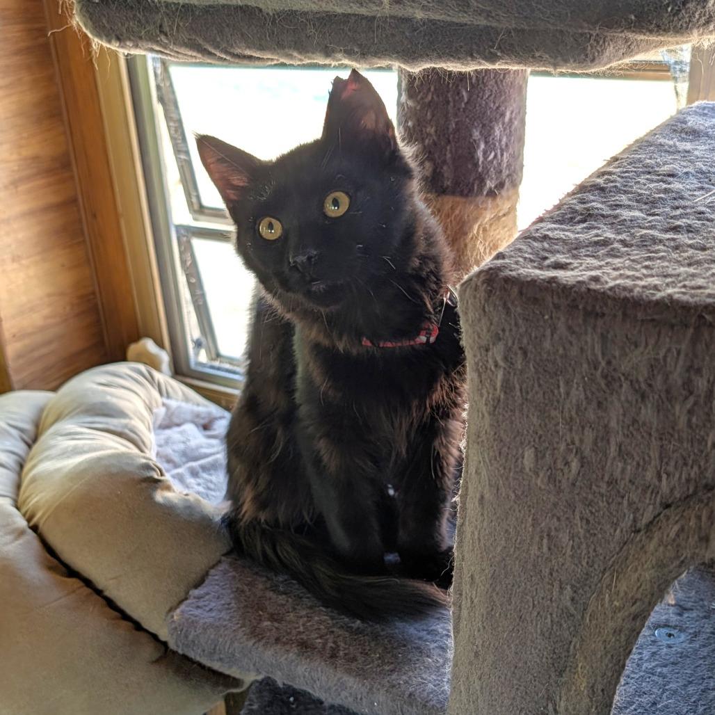 Merlin