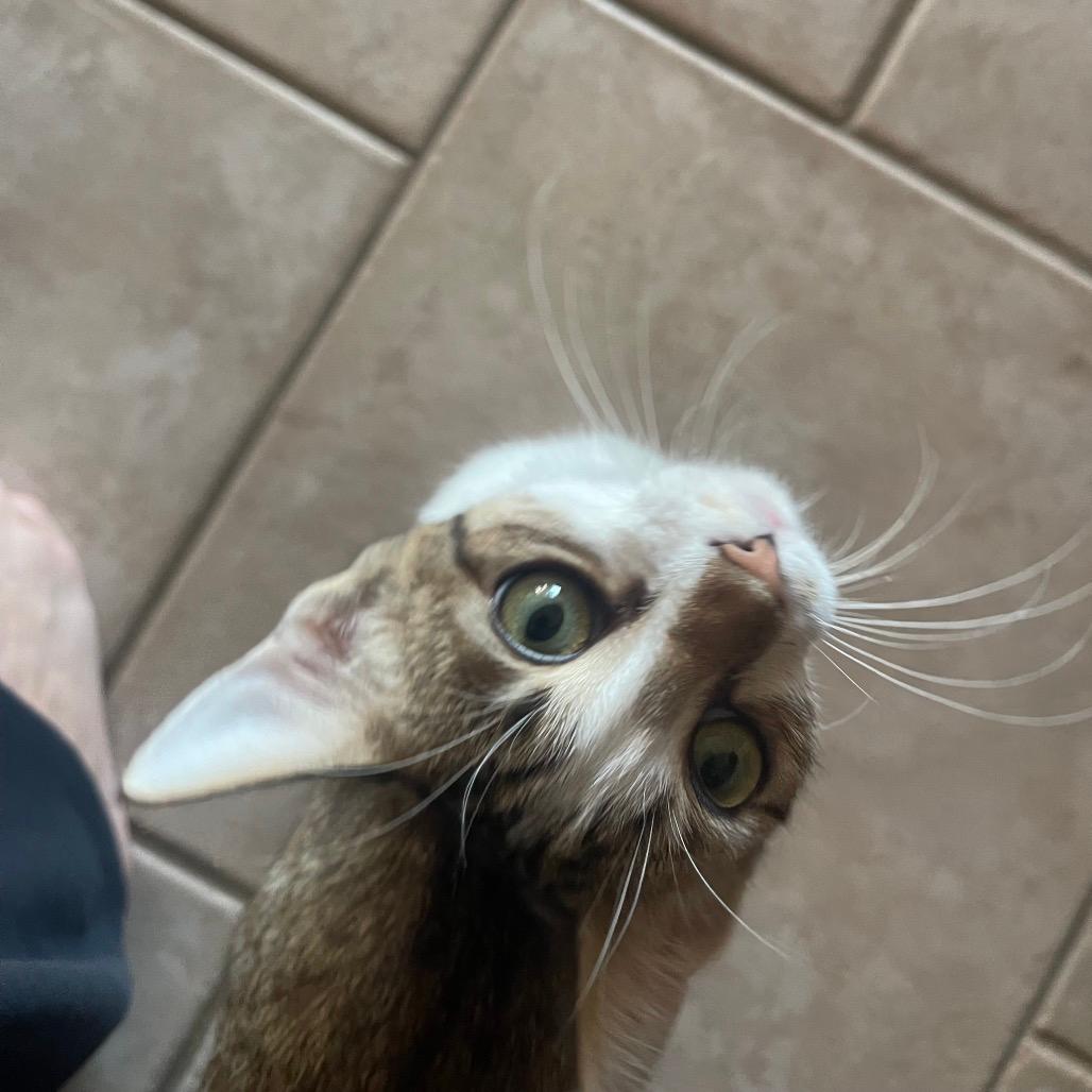 Lux Ulta