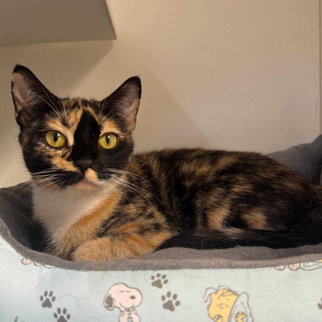 Maia
