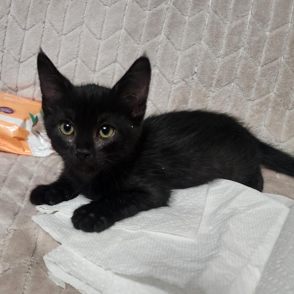 Vader