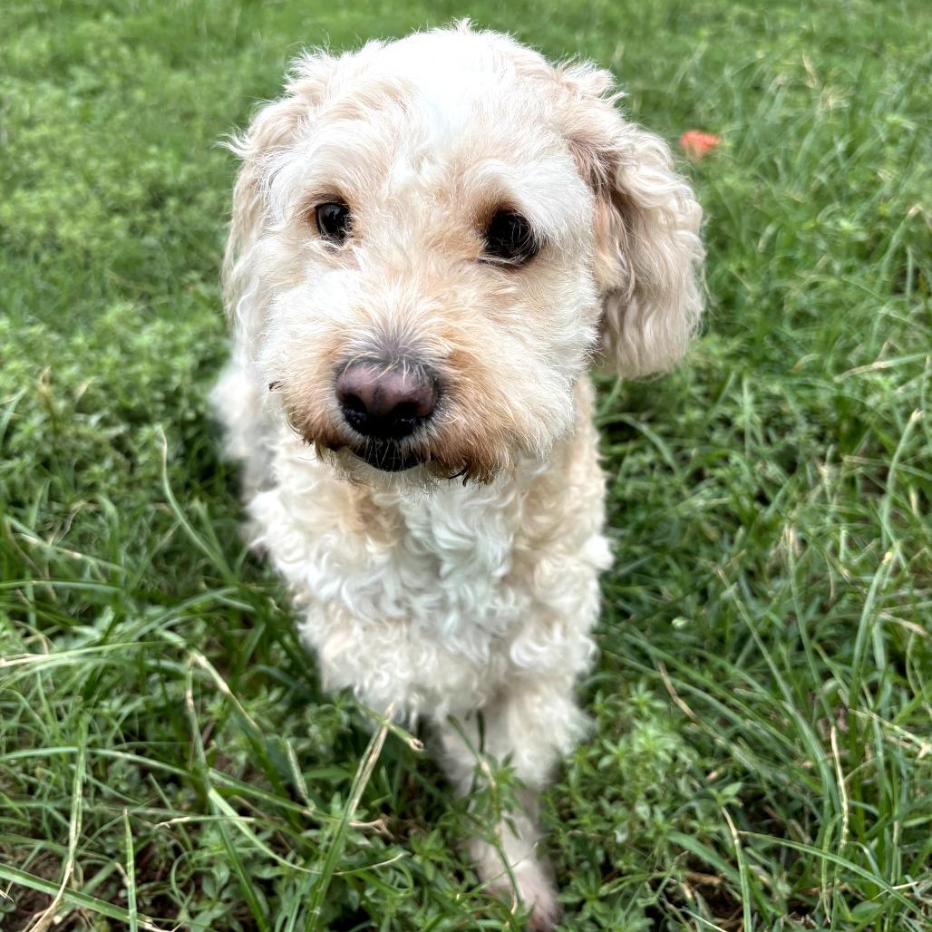 Lulu