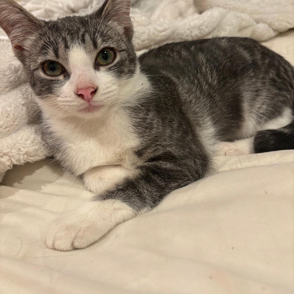 Lily (baby 3)