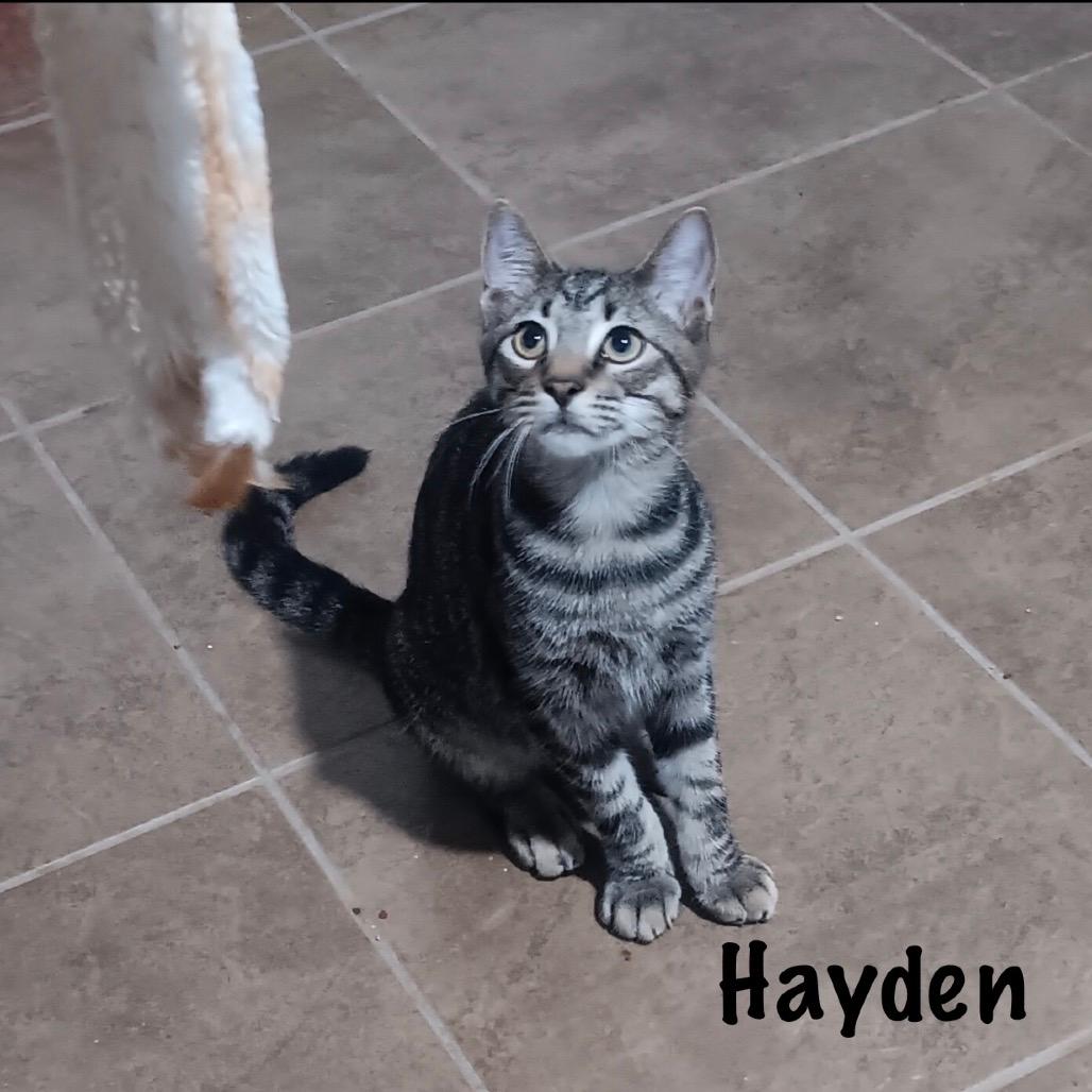 Hayden 