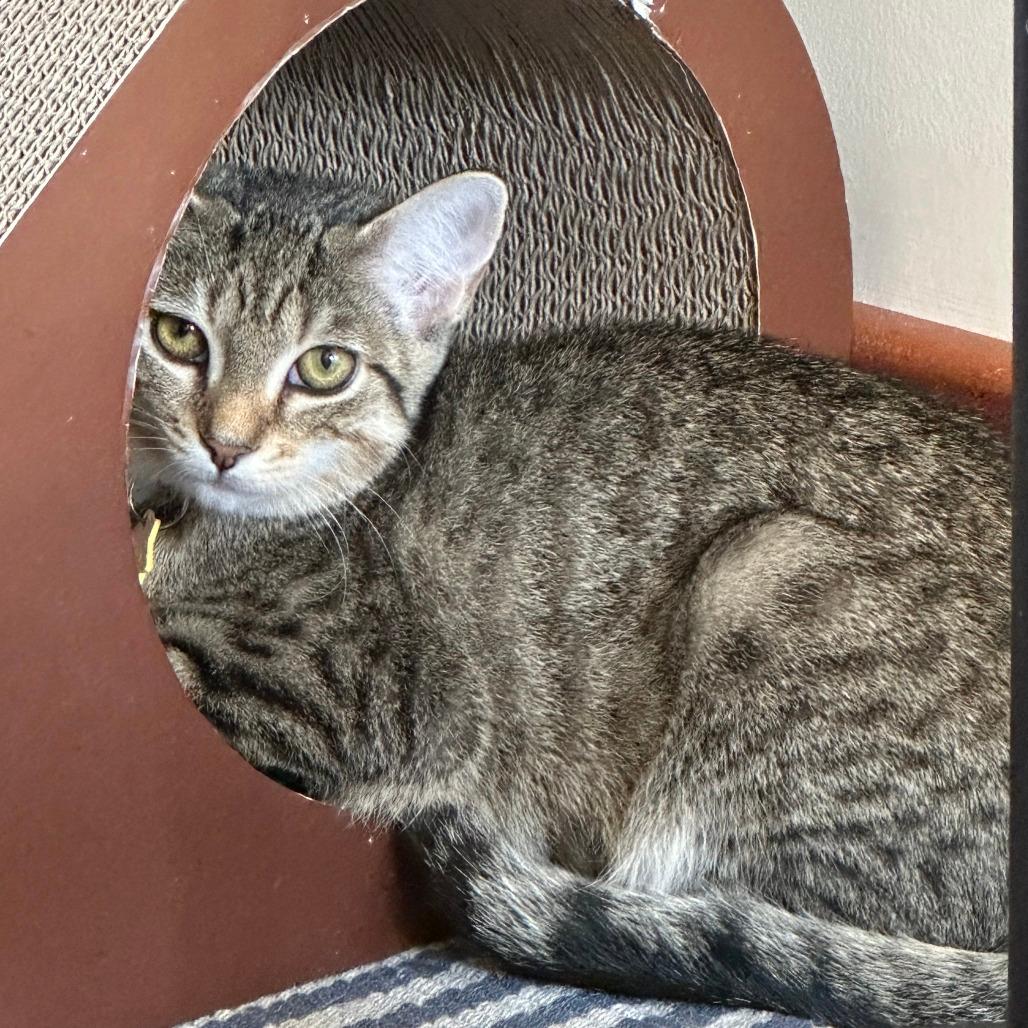 Primrose-Tiny Spirit Kitten-In foster 