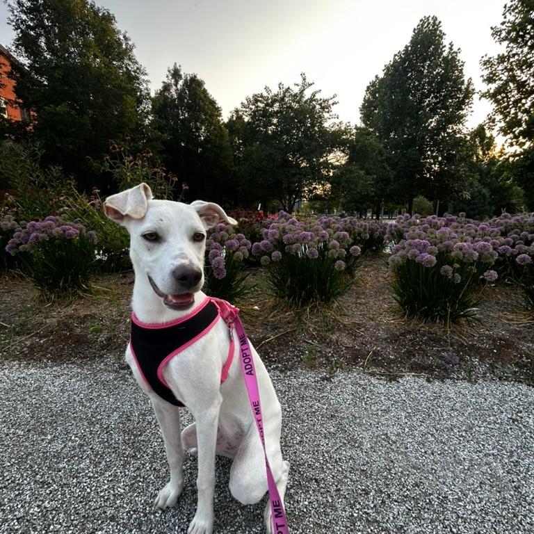 Nala