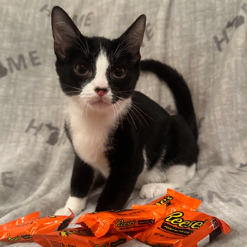 Reese's