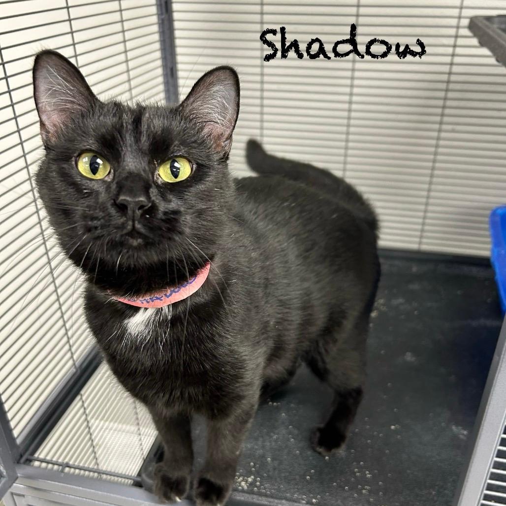 Shadow