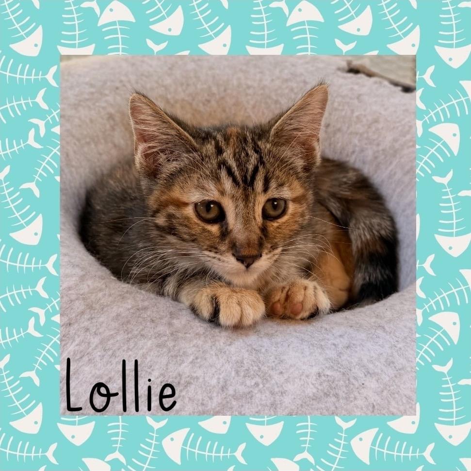 Lollie