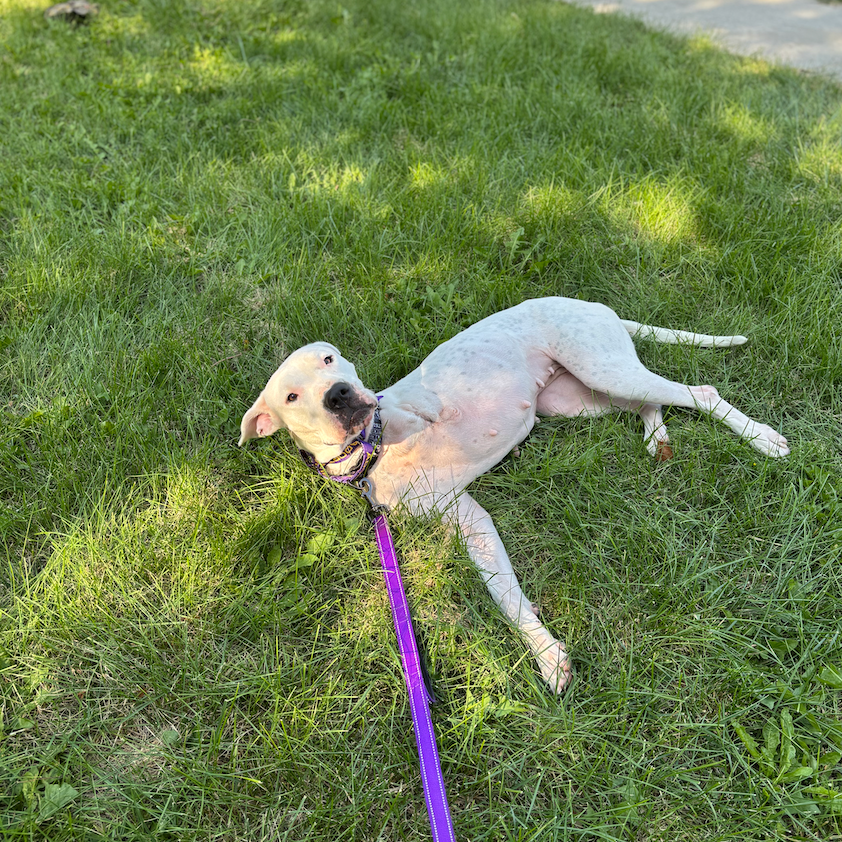 Evita