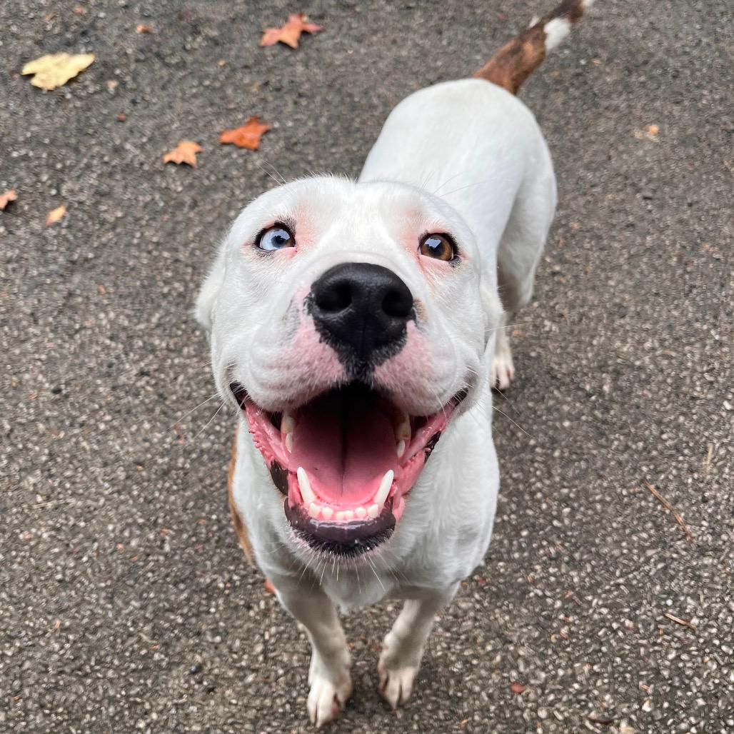 Turkey Tim aka Bandit