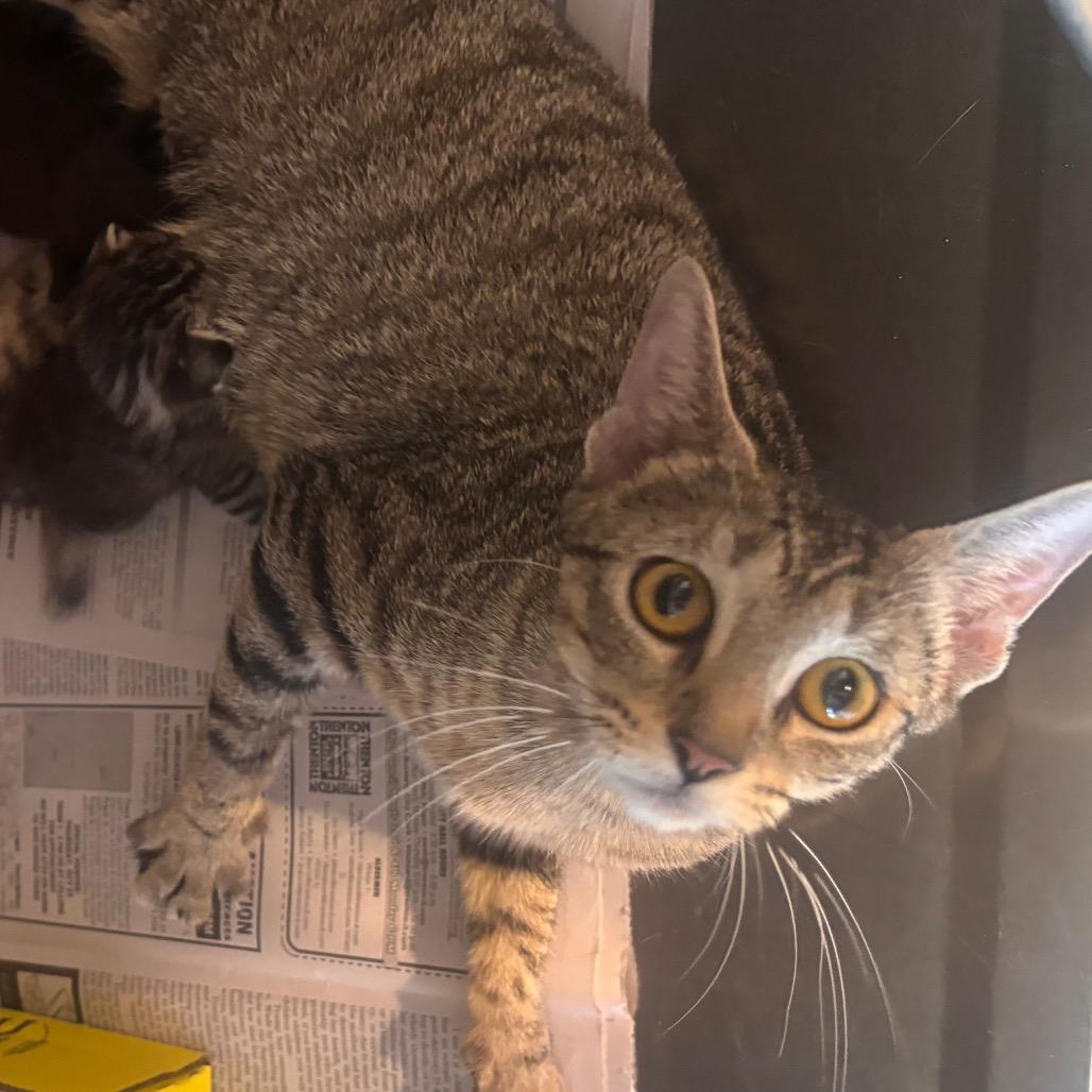 Huda - Petsmart Belleville