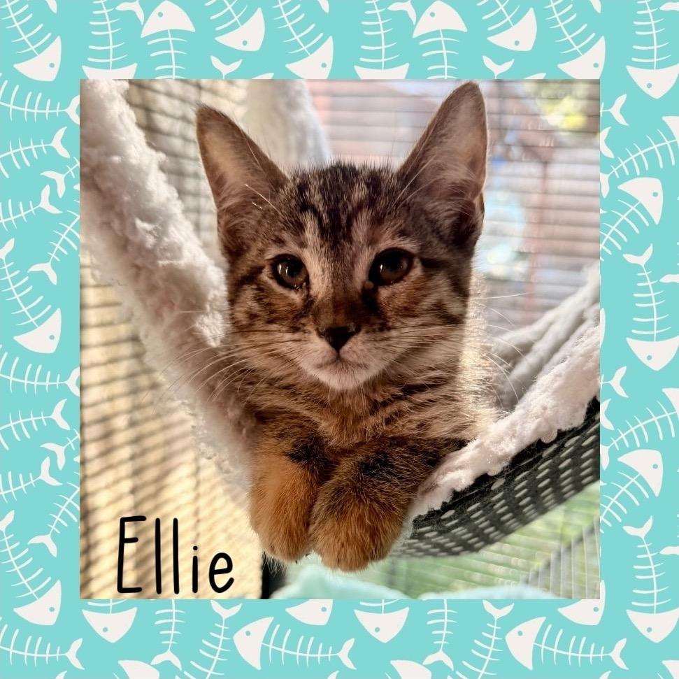 Ellie