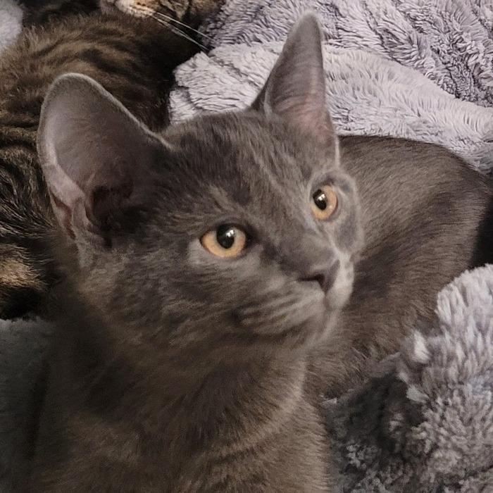 Belle