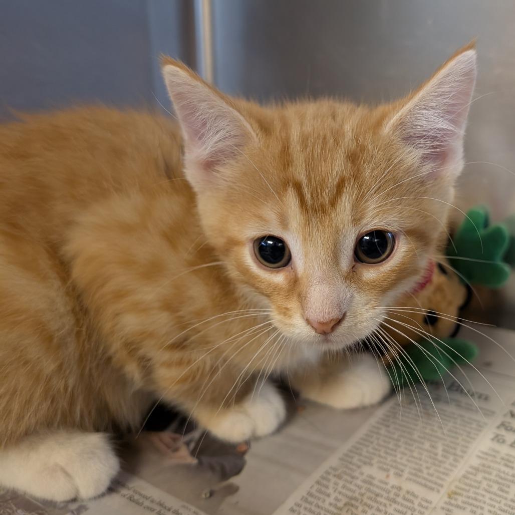 Blob Van Gogh - Petsmart Belleville