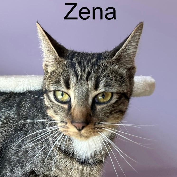 Zena