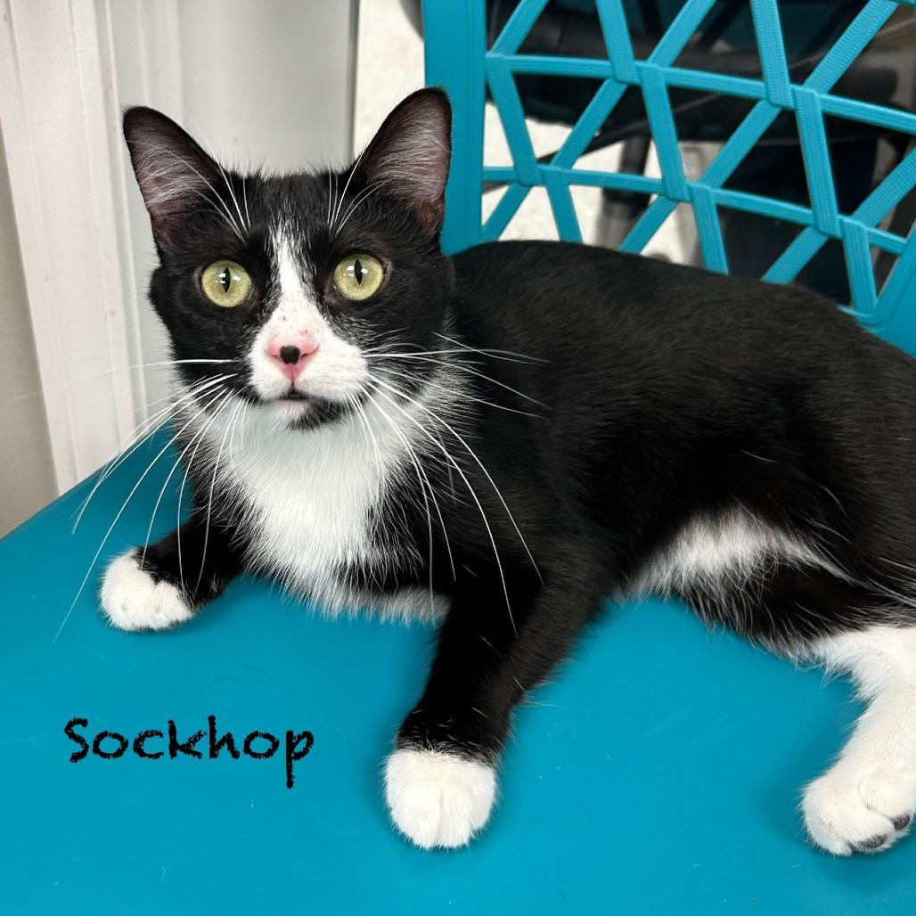 Sock Hop
