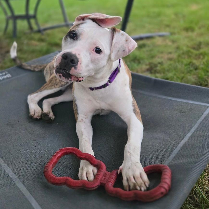 Jules - Available in Foster