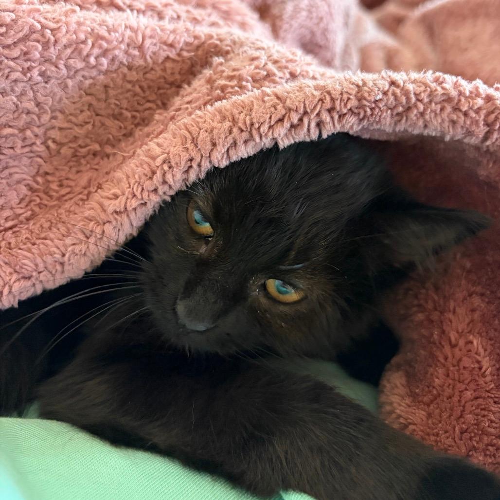 BONDED PAIR-Kitty Moss (and Baby Hadid)