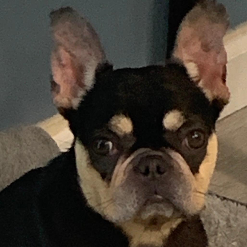 Frenchie