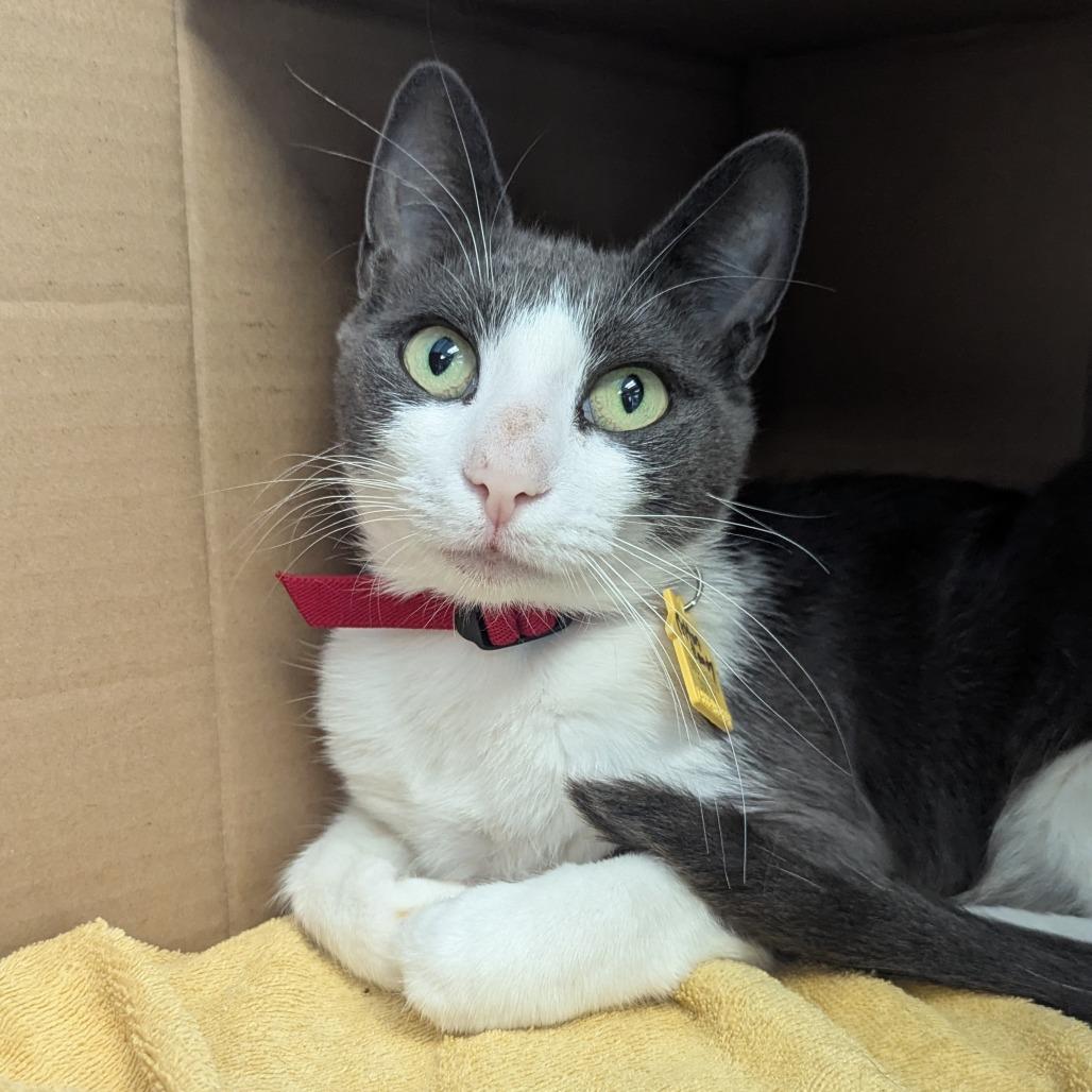 Cotton Candy FIV+$50