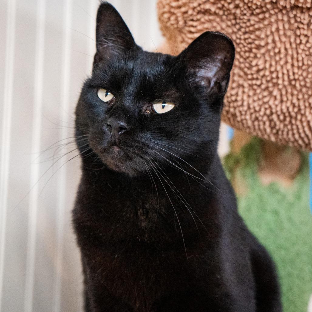 Mitzi