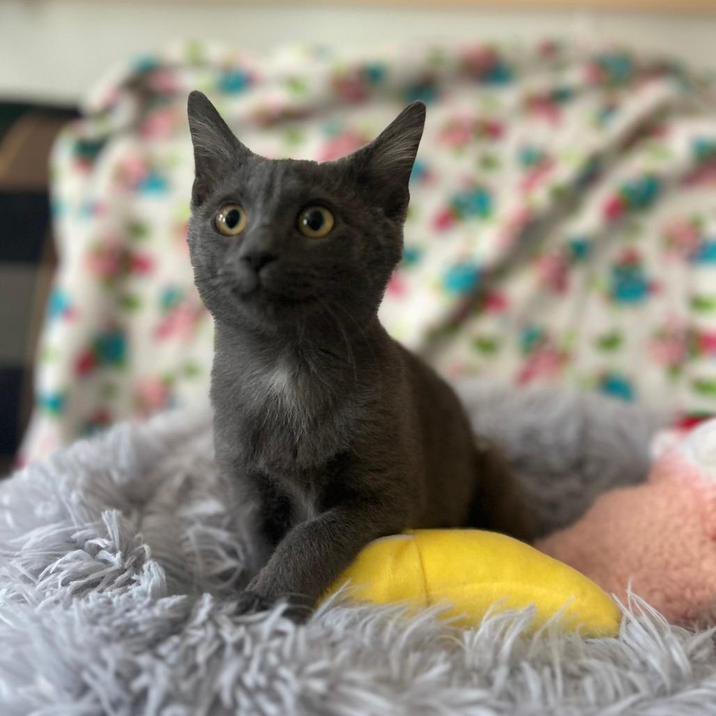 Arlo