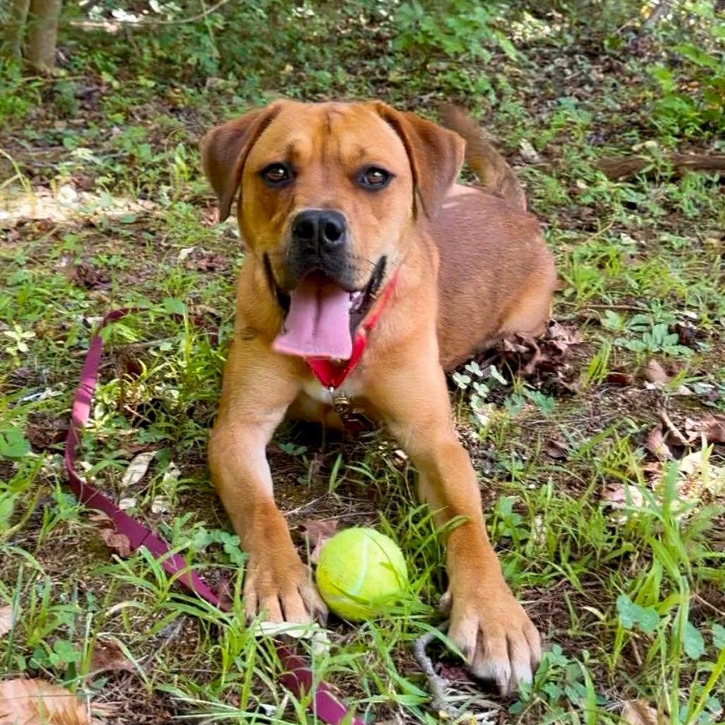 Stella